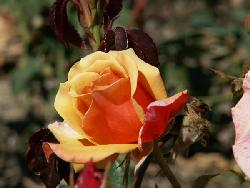 Belle Epoque�